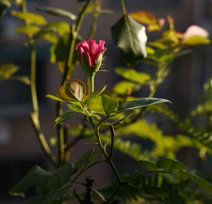 ��Ҳ������˽�һ�