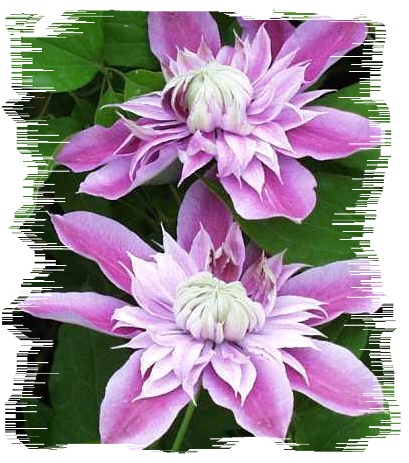 �ºڷ�ߣ�����Ͷ����