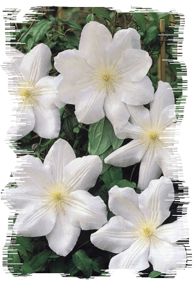 �ºڷ�ߣ�����Ͷ����