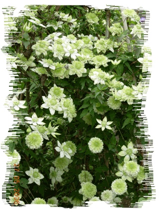 �ºڷ�ߣ�����Ͷ����