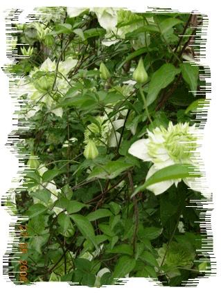 �ºڷ�ߣ�����Ͷ����