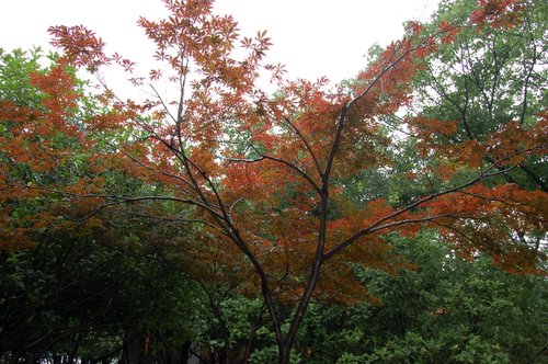 �ӡ�������˵��(������)