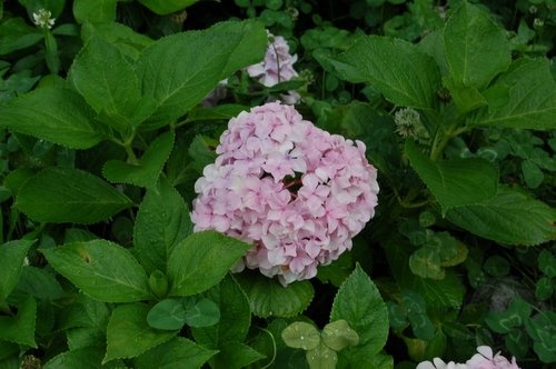 �ӡ�������˵��(������)