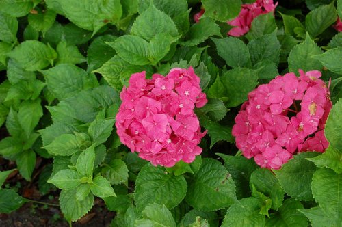 �ӡ�������˵��(������)