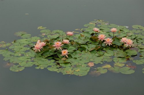 �ӡ�������˵��(������)