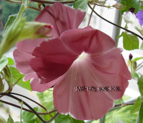 ��������ţ��������4����ɫP3