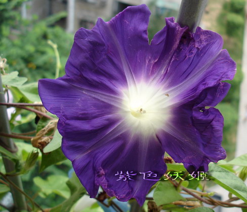 ��������ţ��������4����ɫP3