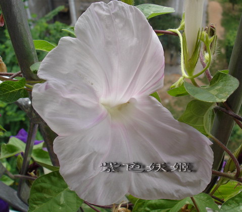 ��������ţ��������4����ɫP3