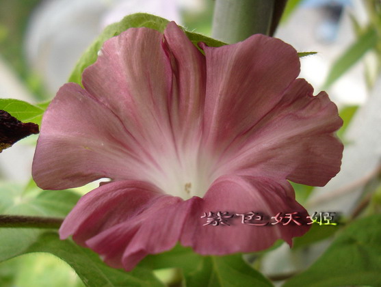 ��������ţ��������4����ɫP3