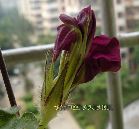 ��������ţ��������4����ɫP3