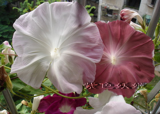 ��������ţ��������4����ɫP3