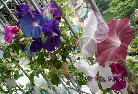 ��������ţ��������4����ɫP3