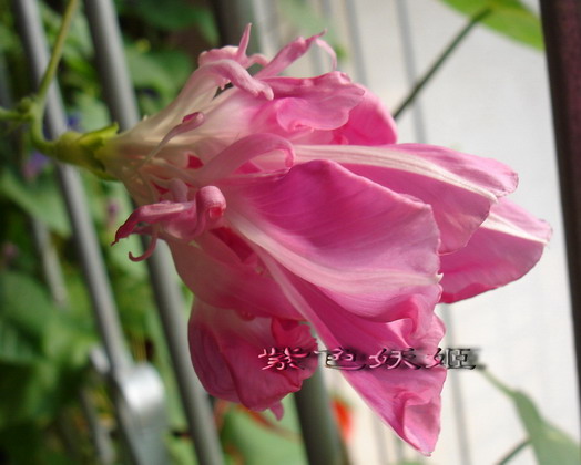 ��������ţ��������4����ɫP3