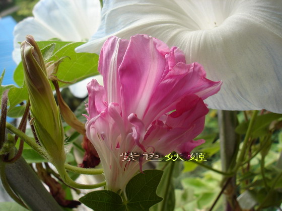 ��������ţ��������4����ɫP3