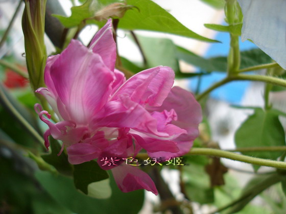 ��������ţ��������4����ɫP3