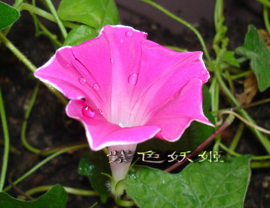 ��������ţ��������4����ɫP3