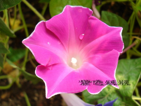 ��������ţ��������4����ɫP3