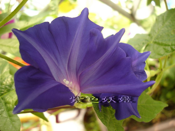 ��������ţ��������4����ɫP3