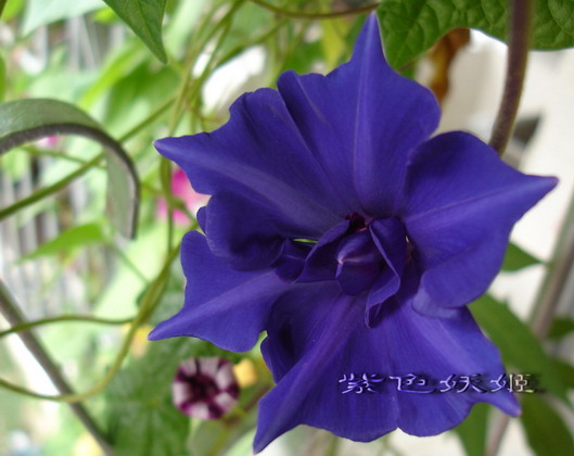 ��������ţ��������4����ɫP3