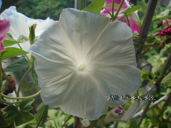 ��������ţ��������4����ɫP3