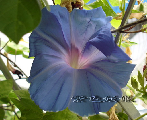 ��������ţ��������4����ɫP3