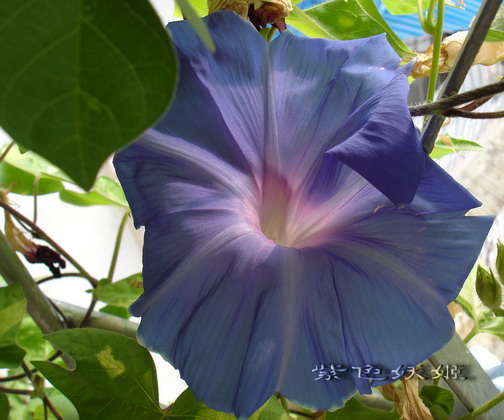 ��������ţ��������4����ɫP3