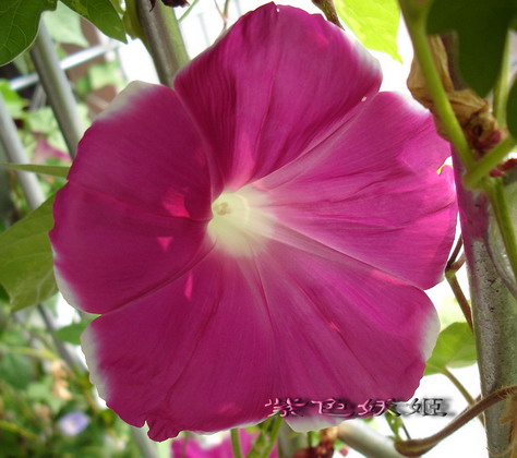 ��������ţ��������4����ɫP3