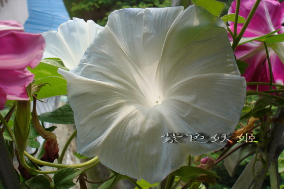 ��������ţ��������4����ɫP3