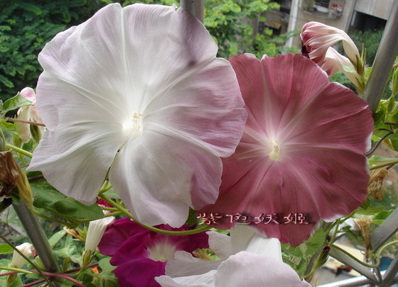 ��������ţ��������4����ɫP3