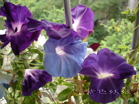 ��������ţ��������4����ɫP3