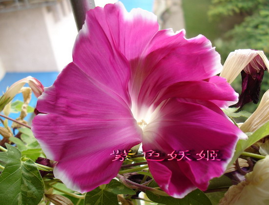 ��������ţ��������4����ɫP3