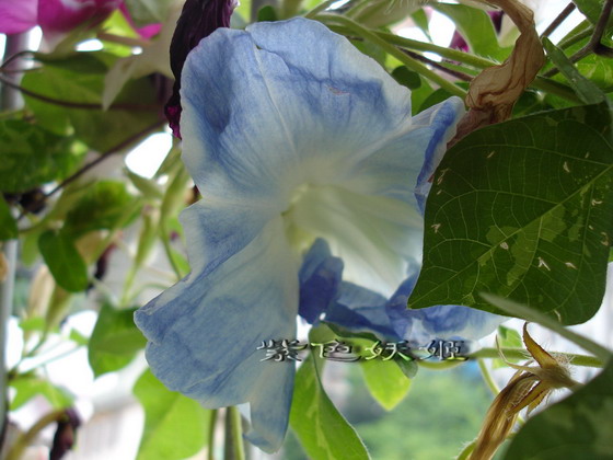 ��������ţ��������4����ɫP3