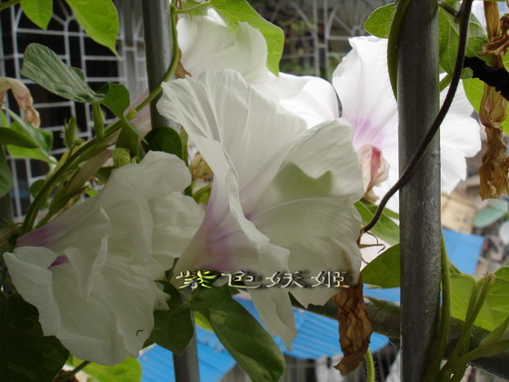 ��������ţ��������4����ɫP3