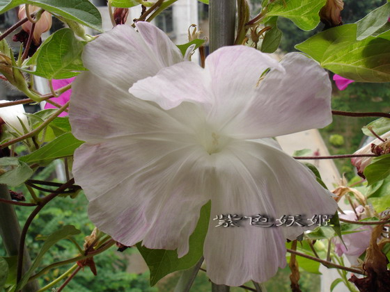 ��������ţ��������4����ɫP3