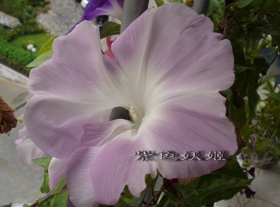 ��������ţ��������4����ɫP3