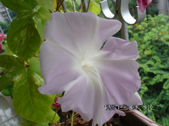 ��������ţ��������4����ɫP3