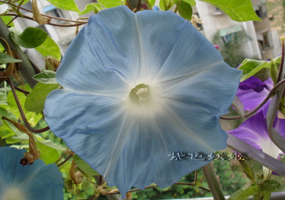 ��������ţ��������4����ɫP3