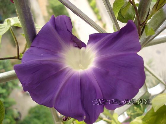 ��������ţ��������4����ɫP3