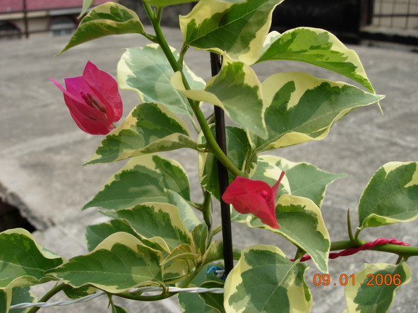 ������̨�ϵ�Ҷ�ӻ�������÷��