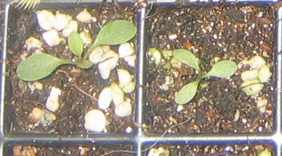 �ﲥҲ���......P13