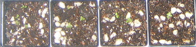 �ﲥҲ���......P13