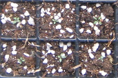 �ﲥҲ���......P13