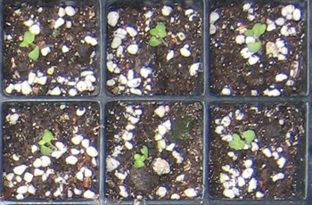 �ﲥҲ���......P13