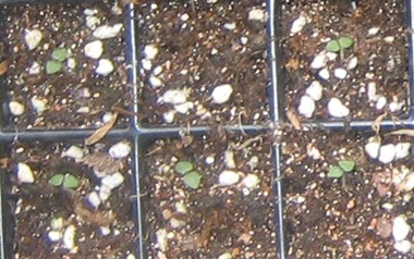 �ﲥҲ���......P13