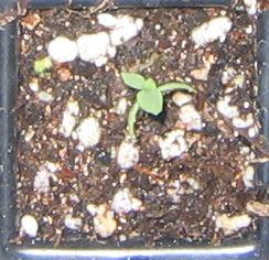 �ﲥҲ���......P13