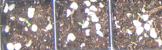 �ﲥҲ���......P13