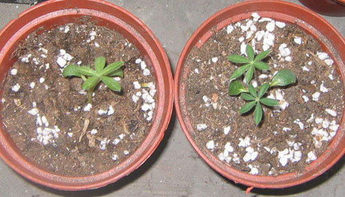 �ﲥҲ���......P13