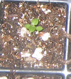 �ﲥҲ���......P13