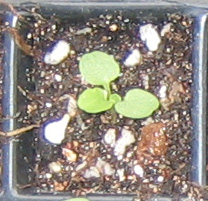 �ﲥҲ���......P13