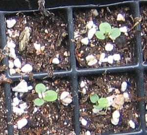 �ﲥҲ���......P13